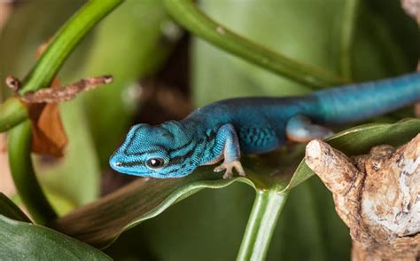 electrical box lizards|It's a Gecko love, a Gecko .